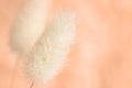 Botanical velvety gentle peach fuzz tone background with lagurus. Template design in trendy colors