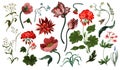 Botanical victorian flowers and bugs isolated. Tulip, peony and other.