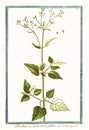 Botanical vintage illustration of Boerhaavia caule erecto glabro plant