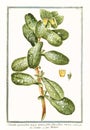 Botanical vintage illustration of Cerinthe quorundam major plant
