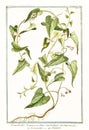 Botanical vintage illustration of Convolvolus scammonea plant