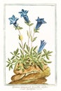 Botanical vintage illustration of Gentiana alpina pumila brevi folio plant Royalty Free Stock Photo