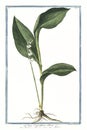 Botanical vintage illustration of Lilium convallium album plant