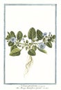 Botanical vintage illustration of Nolana plant