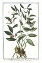 Botanical vintage illustration of Ruscus angustitifolius fructu summis ramuli innascente plant