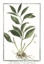 Botanical vintage illustration of Ruscus latifolius fructu folio innascente plant