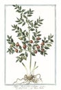 Botanical vintage illustration of Ruscus, myrti-folius aculeatus plant