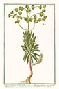 Botanical vintage illustration of Tithymalus sylvaticus plant Royalty Free Stock Photo