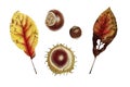 Botanical watercolor with autumn leaf and chesnut Royalty Free Stock Photo