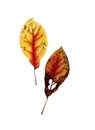 Botanical watercolor of autumn leaf