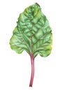 Botanical watercolor of beet leaf