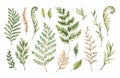 Botanical watercolor clipart. Set of Green leaves, fern, herbs and branches.Vector illustrations. Floral Design elements. Perfect