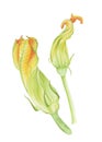 Botanical watercolor flowers of zucchini