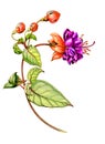 Botanical watercolor graphic illustration of a fuchsia flower with buds