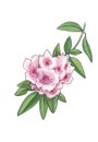 Watercolor botanical illustration of azalea branch.