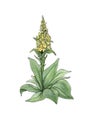 Watercolor botanical illustration of mullein.