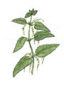 Watercolor botanical illustration of nettle.