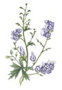 Botanical watercolor illustration of aconite.