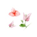 Botanical watercolor illustration of Bougainvillea flowers on white background