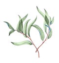 Botanical watercolor illustration of delicate green leaves.