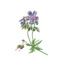 Botanical watercolor illustration of flower forest geranium, violet flower isolated on white background