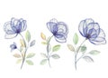 Translucent Anemones watercolor illustration set isolated on white. Pressed flower stylized clipart. Transparent botanical drawing Royalty Free Stock Photo