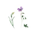 Botanical watercolor illustration of lilac geranium flowers and green leaves and white campion flower Silene latifoglia