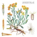 Botanical watercolor illustration of a medicinal plant Immortelle Helichrysum arenarium