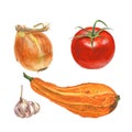 Botanical watercolor illustration of onion, tomato, garlic, zucchini on white background Royalty Free Stock Photo