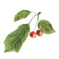 Botanical watercolor illustration of red cherry with green leaves isolated on white background Royalty Free Stock Photo