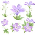 Botanical watercolor illustration set of lilac geranium flowers isolated on white background. Perfect for web design, cosmetics Royalty Free Stock Photo