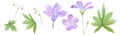 Botanical watercolor illustration set of lilac geranium flowers isolated on white background. Perfect for web design, cosmetics Royalty Free Stock Photo