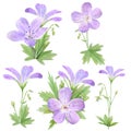 Botanical watercolor illustration set of lilac geranium flowers isolated on white background. Perfect for web design, cosmetics Royalty Free Stock Photo