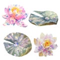 Botanical watercolor illustration, set of water lily flowers and leaves with dew drops, isolated on white background. Royalty Free Stock Photo