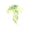 Botanical watercolor illustration sketch of broccoli isolated on white background Royalty Free Stock Photo