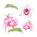 Botanical watercolor illustration sketch of cattleya flower and orchid on white background