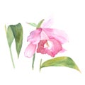 Botanical watercolor illustration sketch of pink cattleya flower on white background Royalty Free Stock Photo