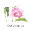 Botanical watercolor illustration sketch of pink cattleya flower on white background Royalty Free Stock Photo