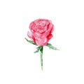 Botanical watercolor illustration sketch of red rose on white background Royalty Free Stock Photo