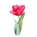 Botanical watercolor illustration sketch of red tulip flower on white background Royalty Free Stock Photo