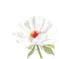 Botanical watercolor illustration sketch of white peony flower on white background