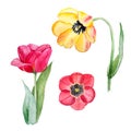 Botanical watercolor illustration sketch of yellow and red tulip flowers on white background Royalty Free Stock Photo