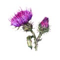 Botanical watercolor illustration of thistle. Vintage wild flowers, meadow herbs