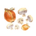 Botanical watercolor illustration of whole and cut mushroom champignon and onion