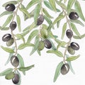 Botanical watercolor, olive watercolor, botanical olive branch, botanical background Royalty Free Stock Photo