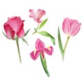 Botanical watercolor with pink flowers of rose, iris,tulip and alstroemeria