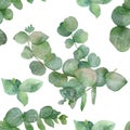 Botanical watercolor seamless pattern-green branches and leaves of medicinal eucalyptus isolated on white background. Royalty Free Stock Photo