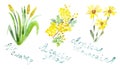 Botanical watercolor set-yellow medicinal plants-air, acacia and Arnica, isolated on a white background, with inscriptions, Hand-p