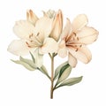 Botanical White Lily: Floral Vector Illustration In Light Brown And Pink Royalty Free Stock Photo