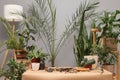 Botanical work and agriculture. Organic gardening in the house. Empty botanist table in greenhouse workplace surrounded with Royalty Free Stock Photo